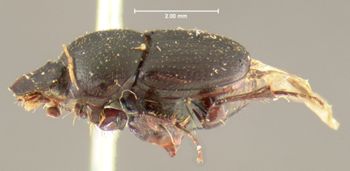 Media type: image;   Entomology 35367 Aspect: habitus lateral view